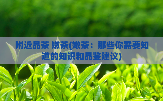 附近品茶 嫩茶(嫩茶：那些你需要知道的知识和品鉴建议)  第1张