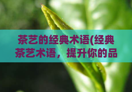 茶艺的经典术语(经典茶艺术语，提升你的品茶境界)  第1张