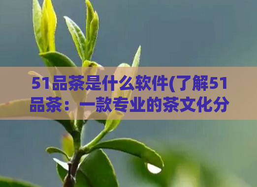 51品茶是什么软件(了解51品茶：一款专业的茶文化分享平台)  第1张