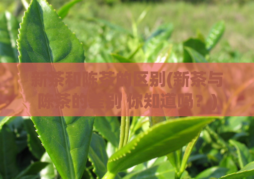 新茶和陈茶的区别(新茶与陈茶的差别 你知道吗？)  第1张