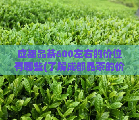 成都品茶600左右的价位有哪些(了解成都品茶的价格区间)  第1张