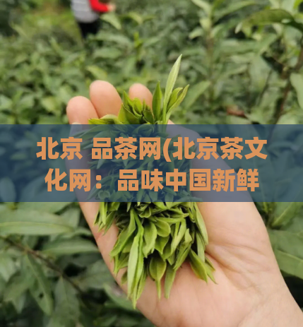 北京 品茶网(北京茶文化网：品味中国新鲜茶叶，了解北京传统茶文化)  第1张