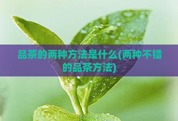 品茶的两种方法是什么(两种不错的品茶方法)  第1张