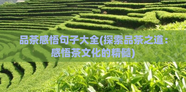 品茶感悟句子大全(探索品茶之道：感悟茶文化的精髓)  第1张