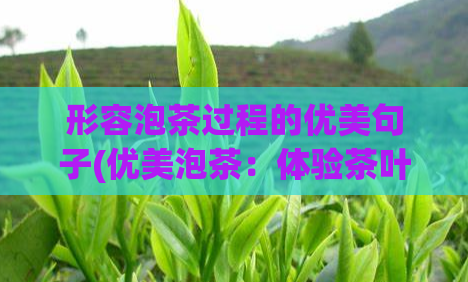 形容泡茶过程的优美句子(优美泡茶：体验茶叶芬芳的凝聚与变化)  第1张