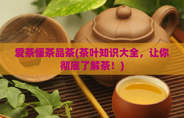 爱茶懂茶品茶(茶叶知识大全，让你彻底了解茶！)  第1张