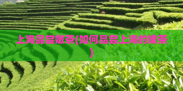 上海品尝嫩茶(如何品尝上海的嫩茶)  第1张