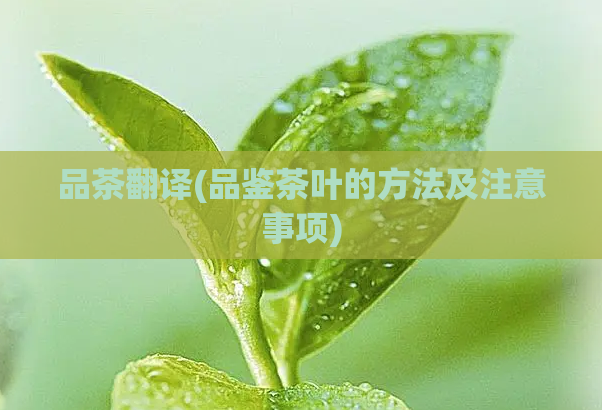 品茶翻译(品鉴茶叶的方法及注意事项)  第1张