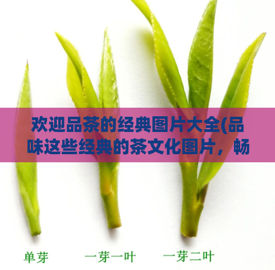 欢迎品茶的经典图片大全(品味这些经典的茶文化图片，畅享品茗之乐)  第1张