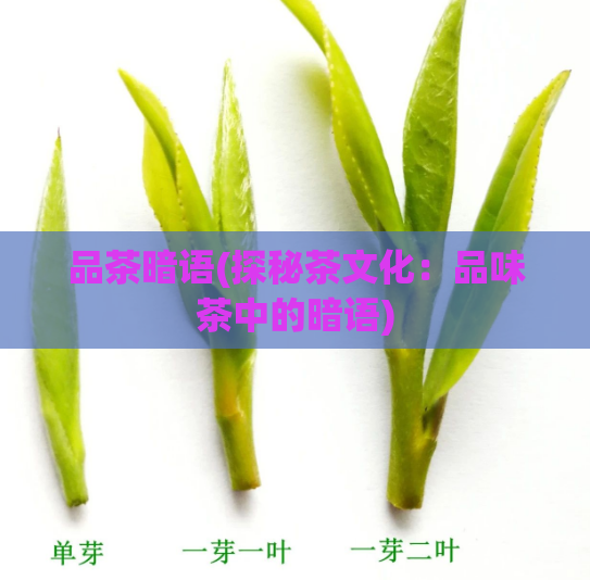 品茶暗语(探秘茶文化：品味茶中的暗语)  第1张