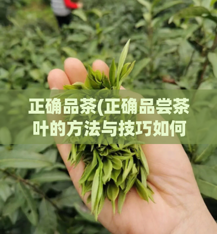 正确品茶(正确品尝茶叶的方法与技巧如何正确品尝茶叶：技巧与方法)  第1张