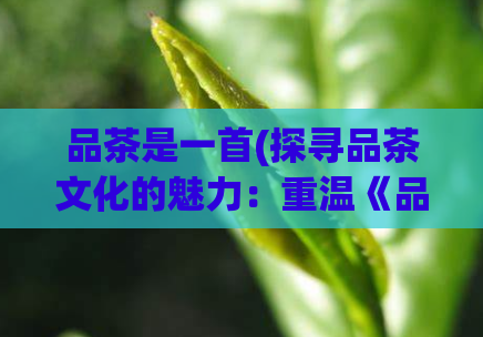 品茶是一首(探寻品茶文化的魅力：重温《品茶是一首》)  第1张