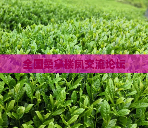 全国桑拿楼凤交流论坛  第1张