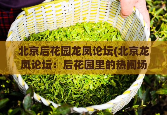 北京后花园龙凤论坛(北京龙凤论坛：后花园里的热闹场所)  第1张