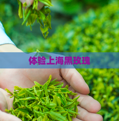 体验上海黑玫瑰  第1张