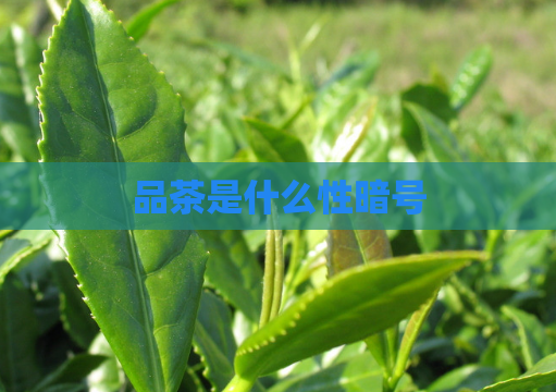 品茶是什么性暗号  第1张