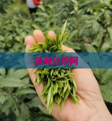 威海品茶网  第1张