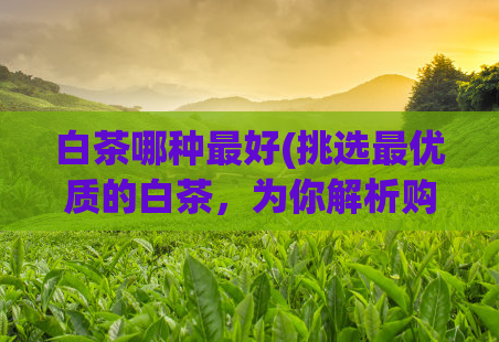 白茶哪种最好(挑选最优质的白茶，为你解析购买技巧)  第1张