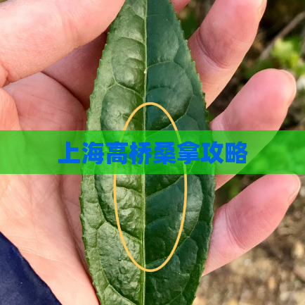 上海高桥桑拿攻略  第1张 上海高桥桑拿攻略  第1张