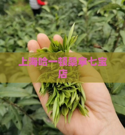 上海哈一顿桑拿七宝店  第1张