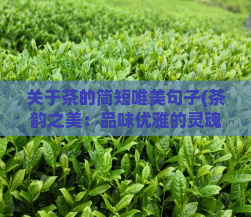 关于茶的简短唯美句子(茶韵之美：品味优雅的灵魂饮料)  第1张