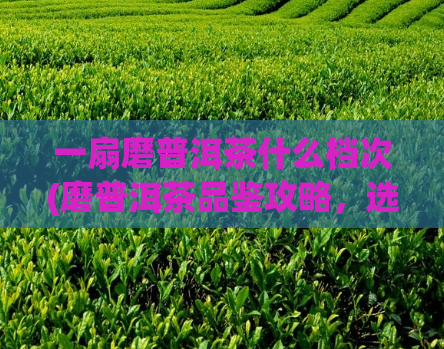 一扇磨普洱茶什么档次(磨普洱茶品鉴攻略，选购高品质好茶！)  第1张