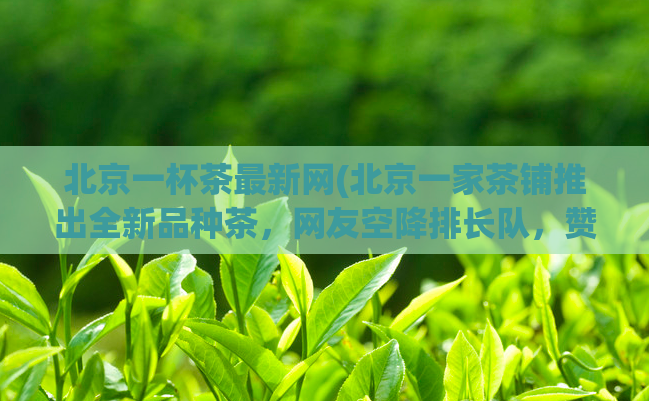 北京一杯茶最新网(北京一家茶铺推出全新品种茶，网友空降排长队，赞不绝口！)  第1张