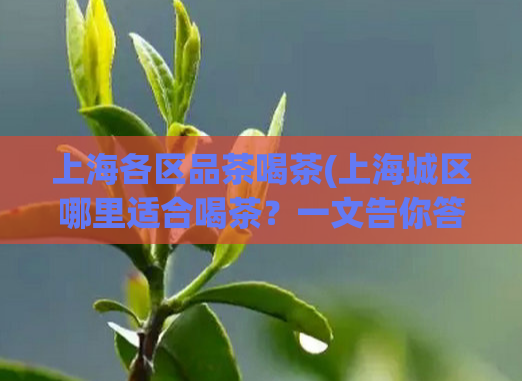 上海各区品茶喝茶(上海城区哪里适合喝茶？一文告你答案！)  第1张