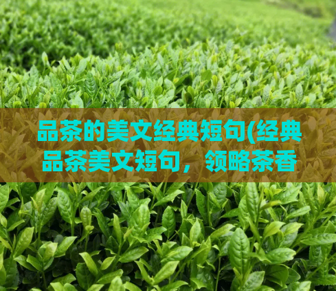 品茶的美文经典短句(经典品茶美文短句，领略茶香之美)  第1张