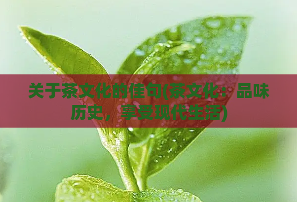 关于茶文化的佳句(茶文化：品味历史，享受现代生活)  第1张