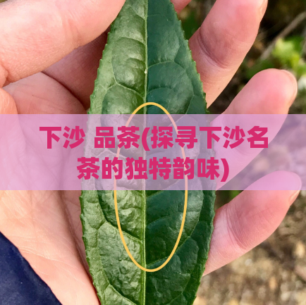 下沙 品茶(探寻下沙名茶的独特韵味)  第1张