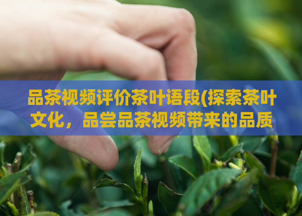 品茶视频评价茶叶语段(探索茶叶文化，品尝品茶视频带来的品质生活)  第1张