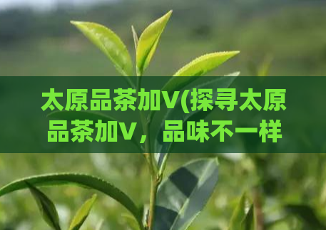 太原品茶加V(探寻太原品茶加V，品味不一样的茶香)  第1张