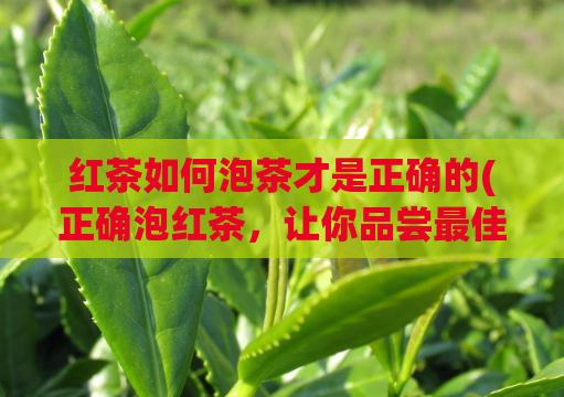 红茶如何泡茶才是正确的(正确泡红茶，让你品尝最佳口感)  第1张