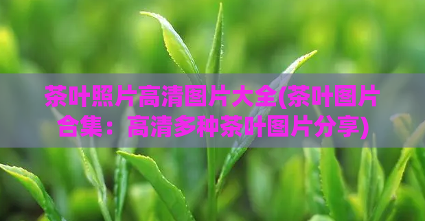 茶叶照片高清图片大全(茶叶图片合集：高清多种茶叶图片分享)  第1张