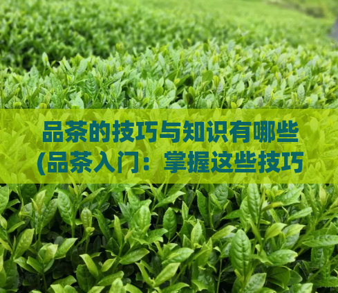 品茶的技巧与知识有哪些(品茶入门：掌握这些技巧和知识，让你成为茶叶行家！)  第1张