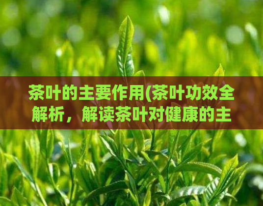 茶叶的主要作用(茶叶功效全解析，解读茶叶对健康的主要作用)  第1张