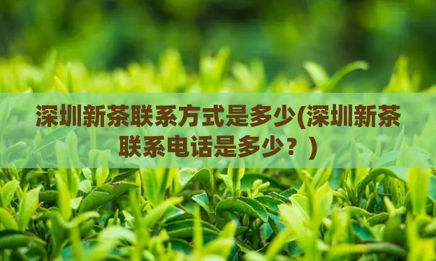 深圳新茶联系方式是多少(深圳新茶联系电话是多少？)  第1张