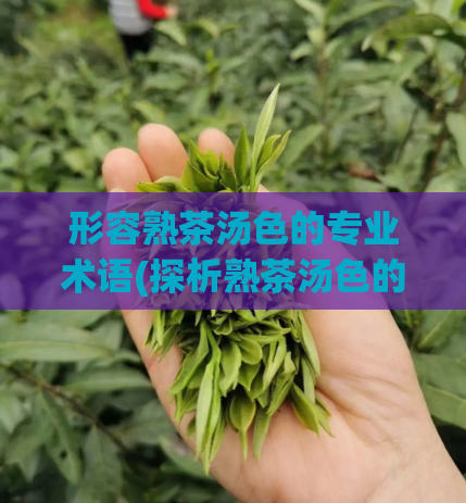 形容熟茶汤色的专业术语(探析熟茶汤色的色度特征)  第1张