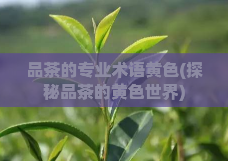 品茶的专业术语黄色(探秘品茶的黄色世界)  第1张