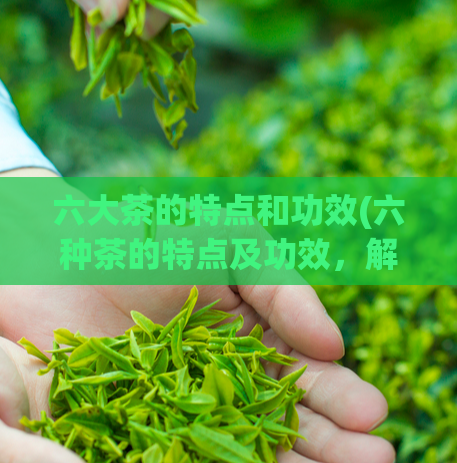 六大茶的特点和功效(六种茶的特点及功效，解析不同茶饮料的养生之道)  第1张