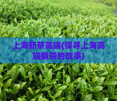 上海新茶高端(探寻上海高端新茶的故事)  第1张