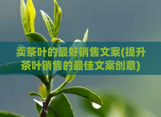 卖茶叶的最好销售文案(提升茶叶销售的最佳文案创意)  第1张