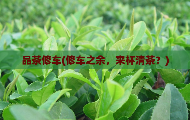 品茶修车(修车之余，来杯清茶？)  第1张