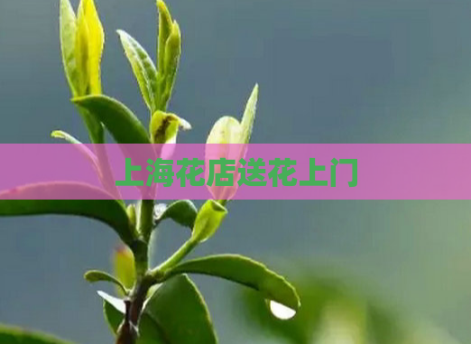 上海花店送花上门  第1张
