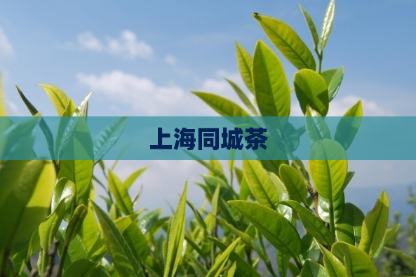 上海同城茶  第1张